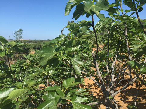 无花果种植