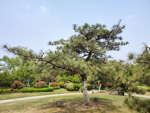 金钱松景观树