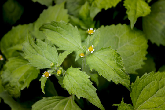 牛膝菊