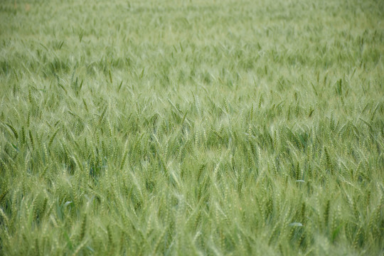 风吹麦浪
