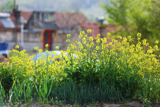 农村油菜花