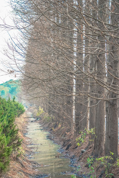 水杉树