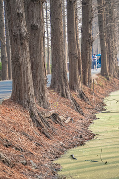 水杉树