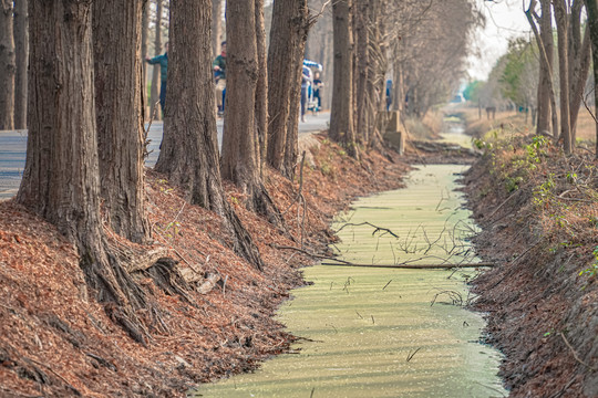 水杉树