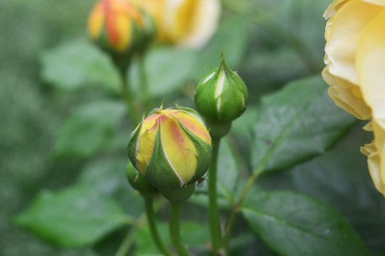 月季花花苞高清摄影图