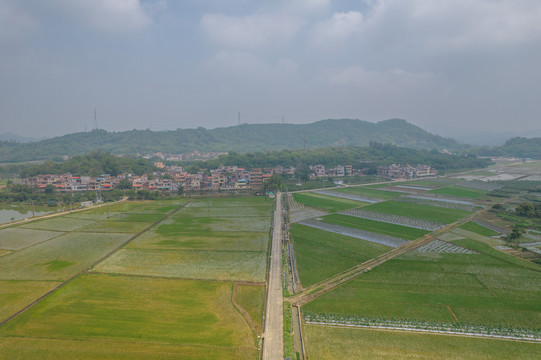 广州农村风光