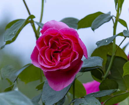 月季花