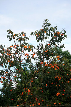 柿子树