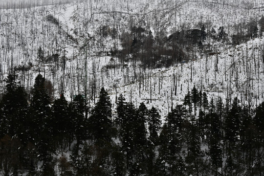 雪山森林