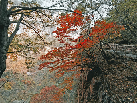 秋景