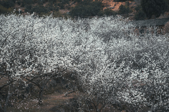 树上的梨花花朵