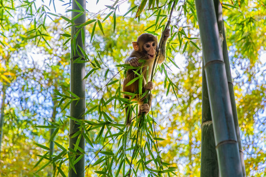 野生小猴在竹林里荡秋千