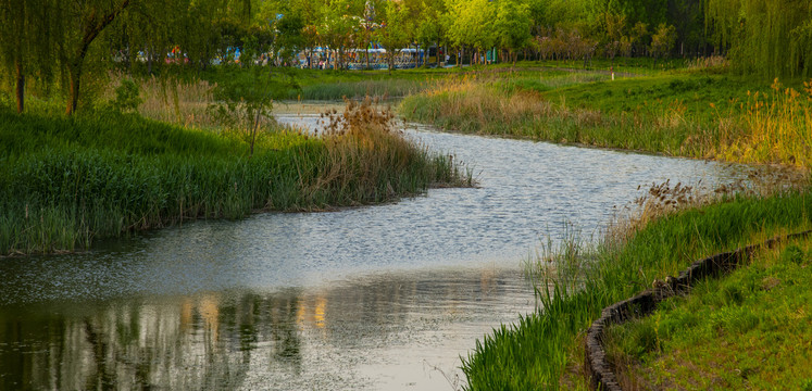 月季公园风景