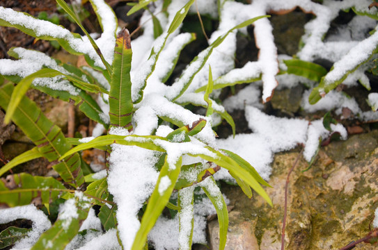 雪中绿叶