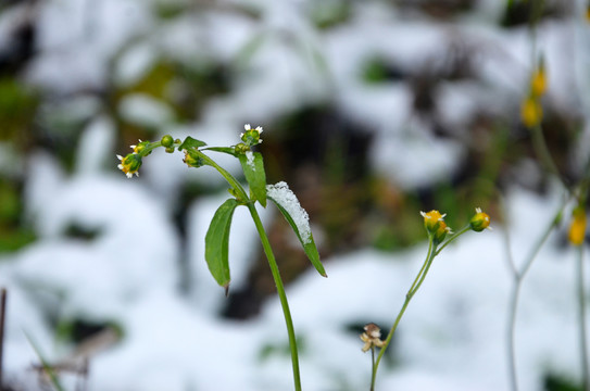 雪地野花