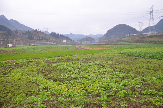 山区农田