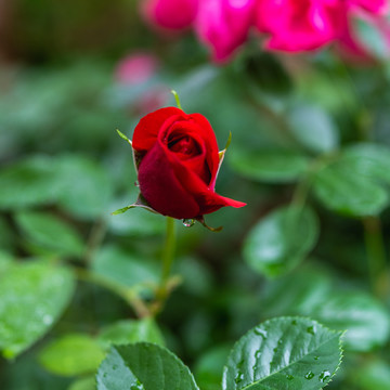 一支红玫瑰
