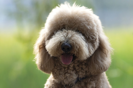 贵宾犬头部特写