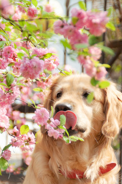 金毛狗狗与花朵