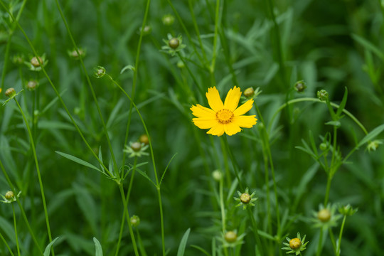 小黄花