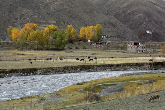 藏族民居河流牦牛