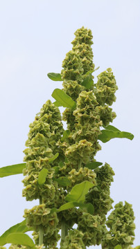 草