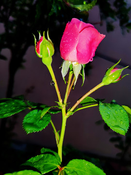 雨中的月季花蕾