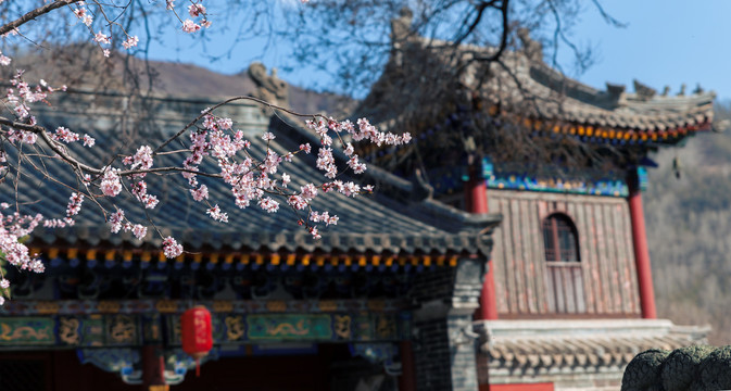 五台山寺庙古建殊像寺桃花