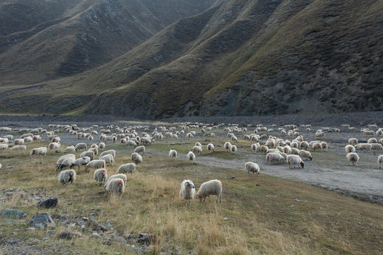 卓尔山谷的羊群