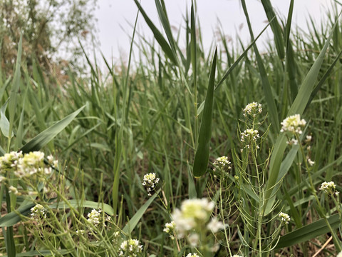 芦苇雏菊野花图片