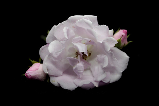 蔷薇花