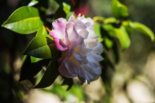 云南山茶花