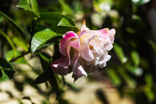 云南山茶花