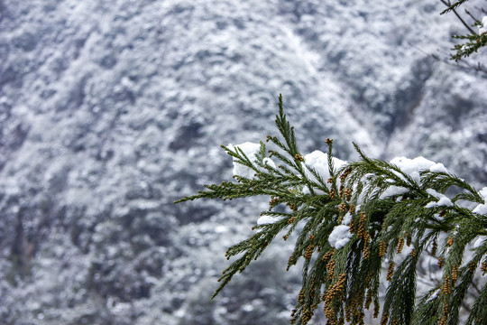 雪中松树