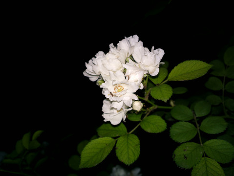 野蔷薇