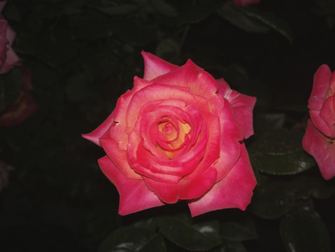 月季花