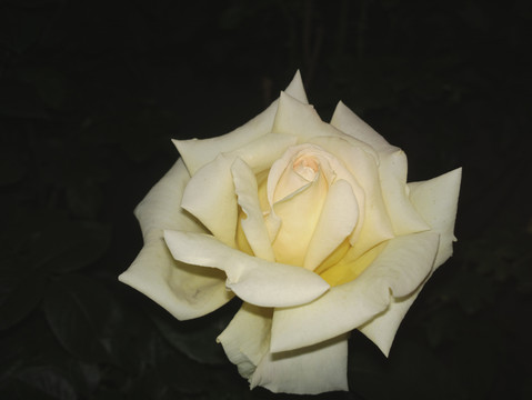 月季花