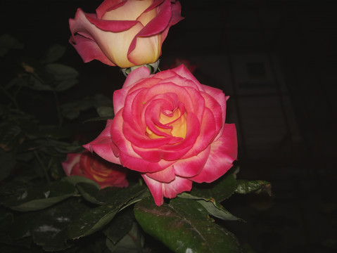 月季花