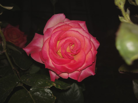 月季花