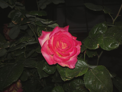 月季花