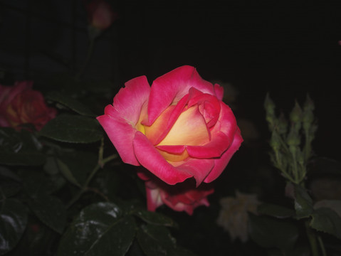 月季花