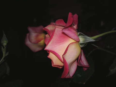 月季花