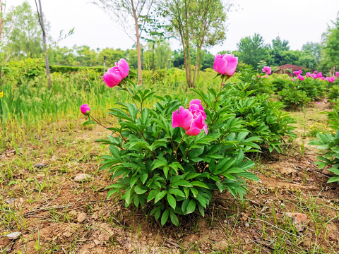 粉色芍药