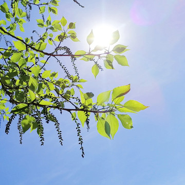 夏日暖阳