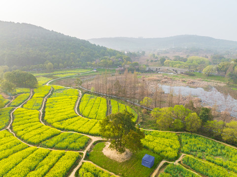 武汉东湖森林公园油菜花