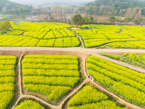 武汉东湖森林公园油菜花