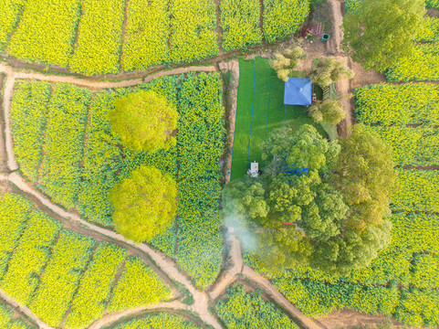 武汉东湖森林公园油菜花