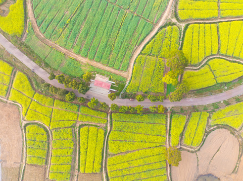 武汉东湖森林公园油菜花