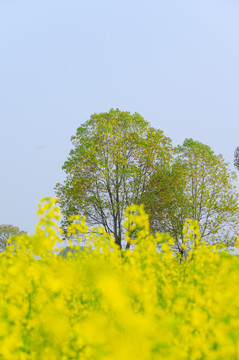 武汉东湖森林公园油菜花