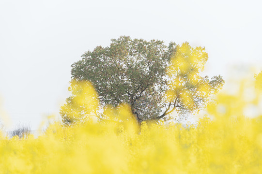 武汉东湖森林公园油菜花